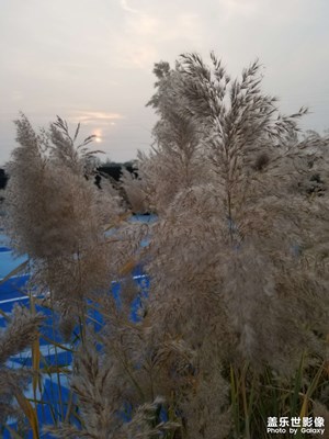 【生活礼赞】+身边的暮秋