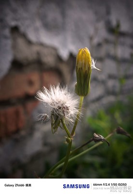 墙角小花