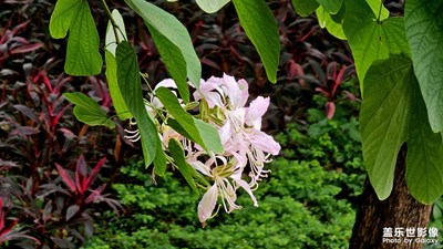 【生活礼赞】城市花开