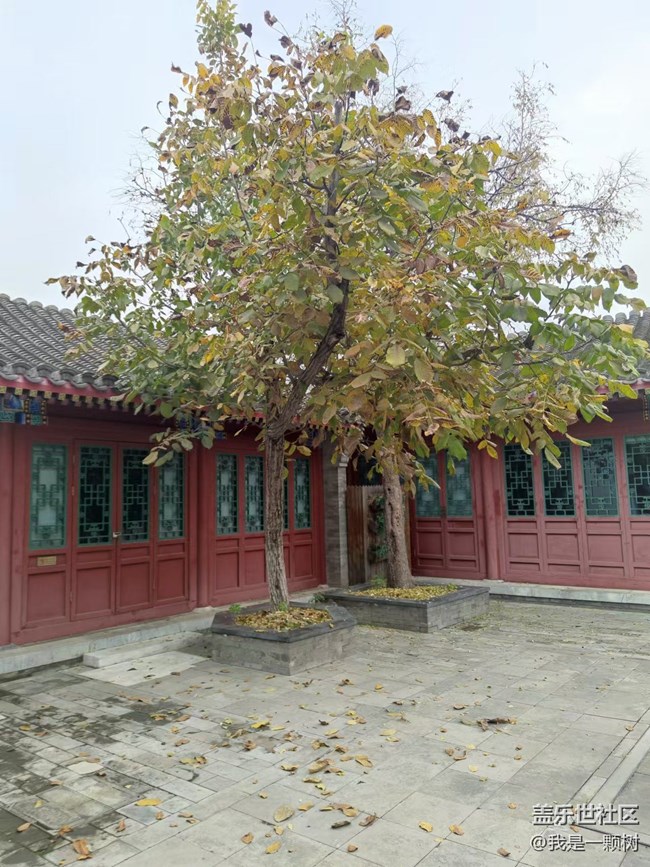 【北京胡同】+老北京胡同秋日初体验