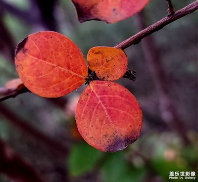 【生活礼赞】+ 行摄秋叶红