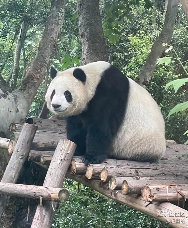 【秋意浓】看熊猫