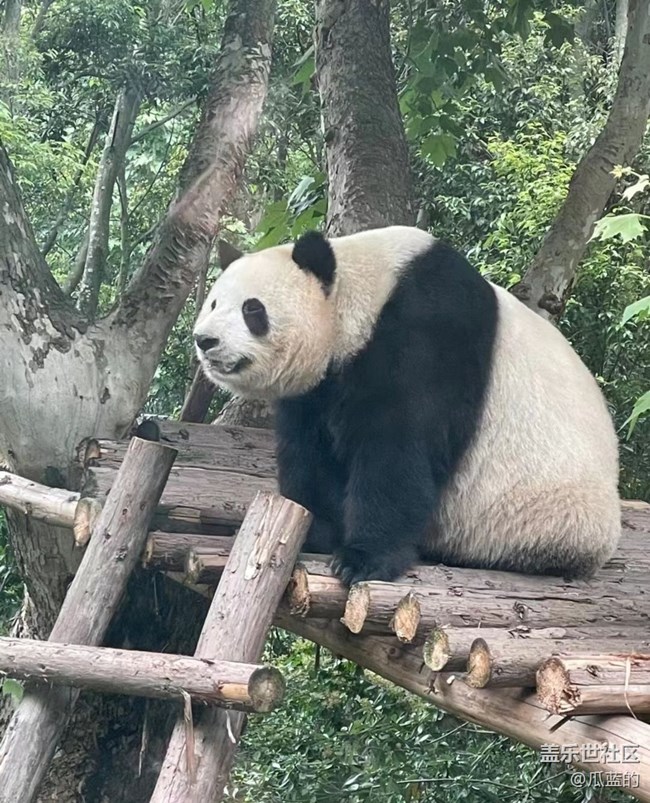 【秋意浓】看熊猫