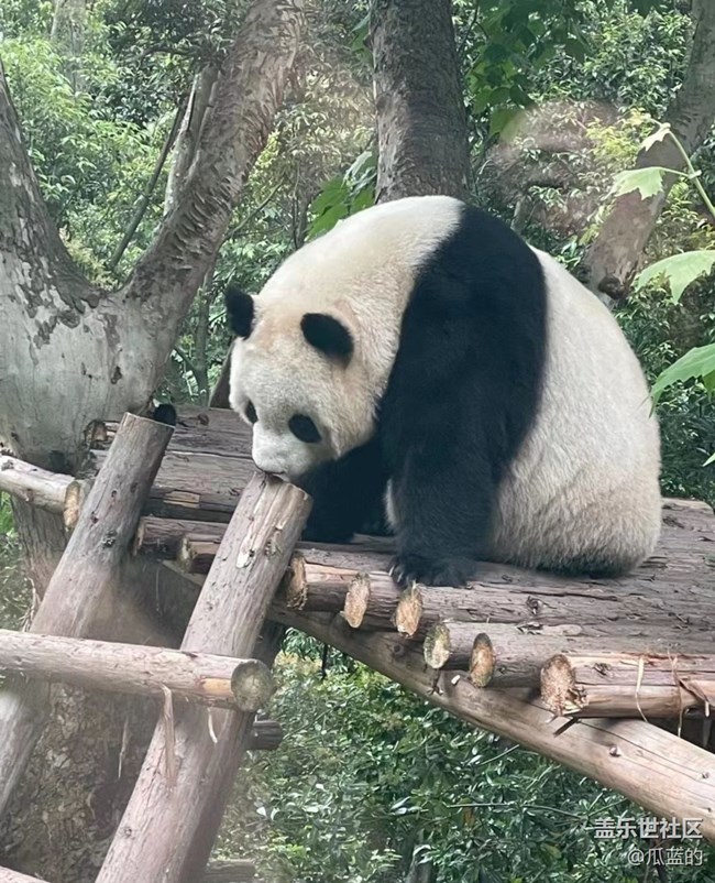【秋意浓】看熊猫