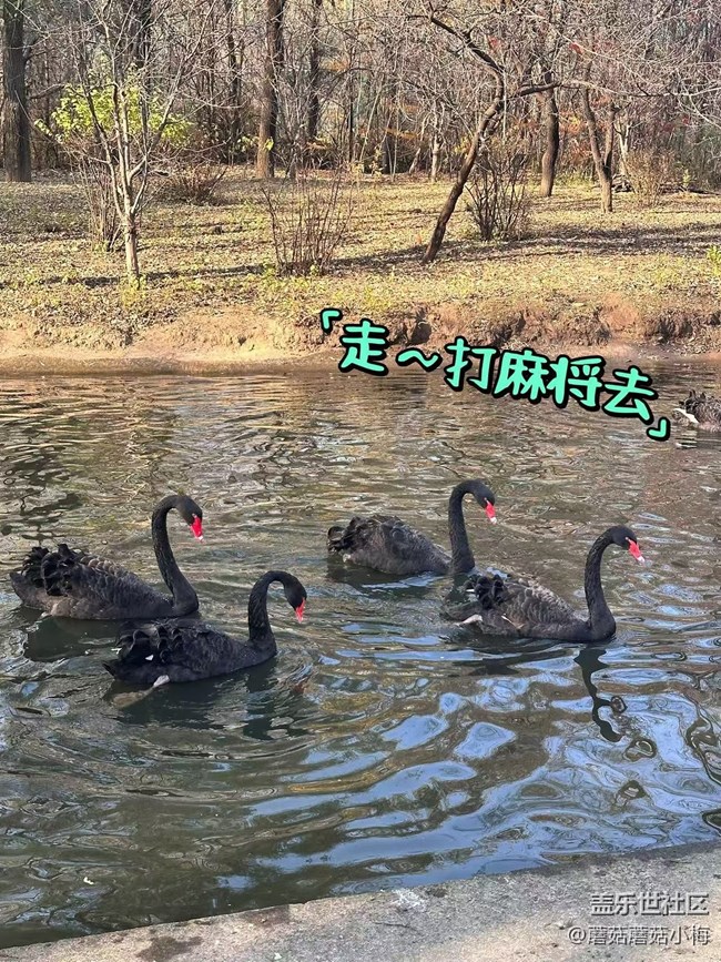 【回顾贴】秋游鸟岛，其乐无穷