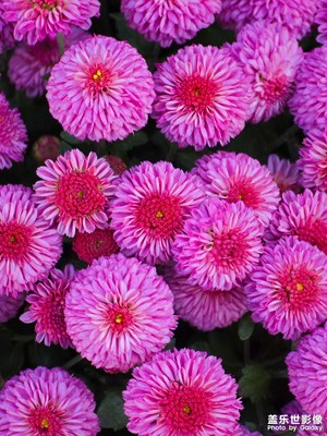 【生活礼赞】+秋菊