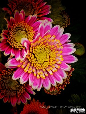 菊
