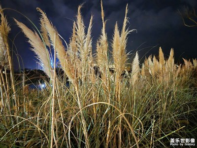 【生活礼赞】+ 今晚芦苇说
