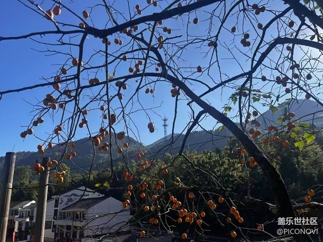 【秋意浓】摘柿子