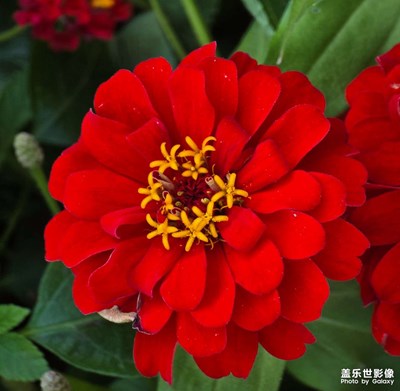 美丽的花