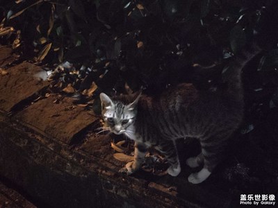 【生活礼赞】+生活里的猫猫