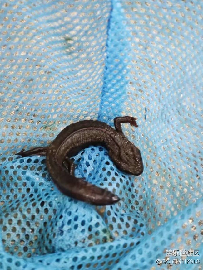 【秋意浓】山涧野采