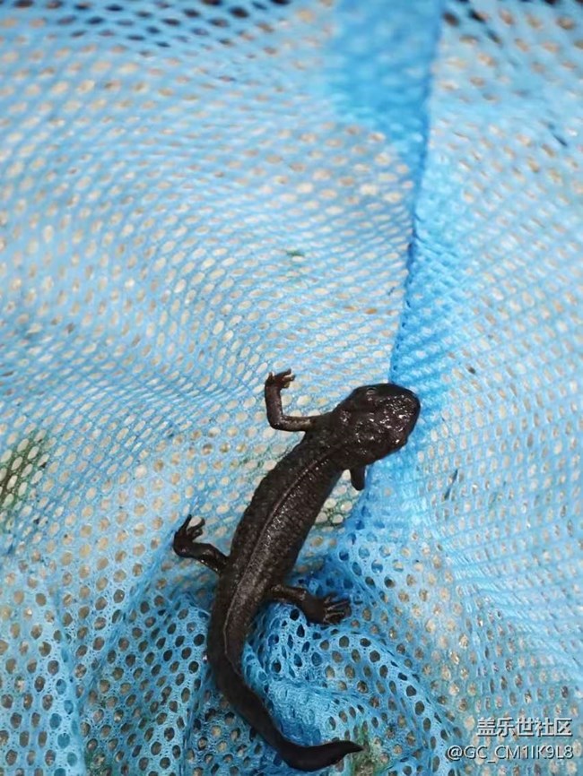 【秋意浓】山涧野采