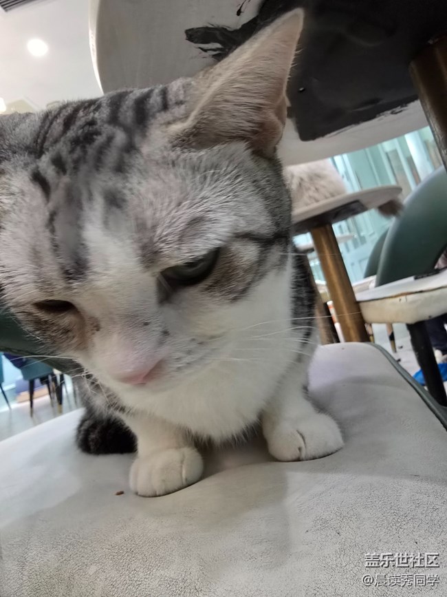 【猫咖狗咖拍了拍】活动回顾贴
