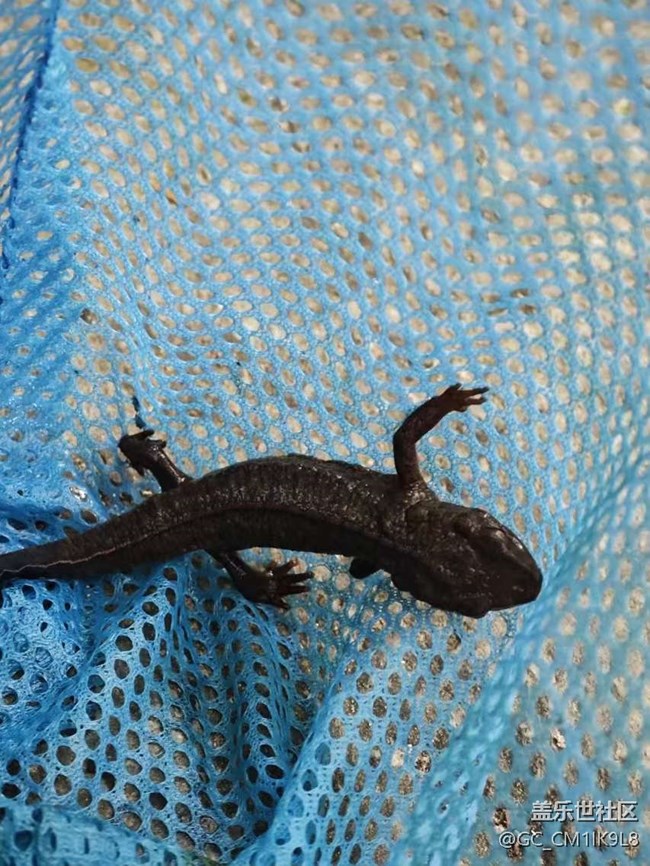 【秋意浓】山涧野采