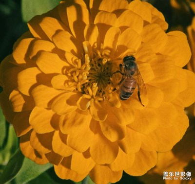 【秋冬时光】+勤劳的小蜜蜂