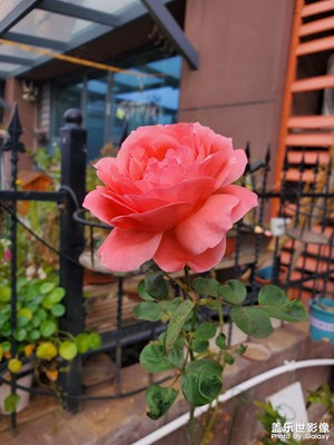 月季花