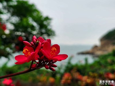 【秋冬时光】+桂山岛的珊瑚花