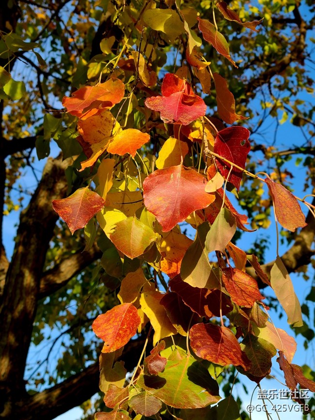 【红韵流彩】红韵秋天