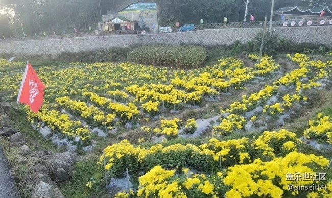 【秋意浓】菊园