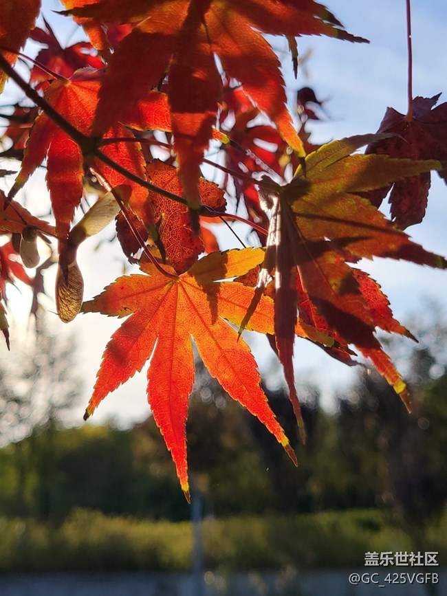【红韵流彩】红韵秋天