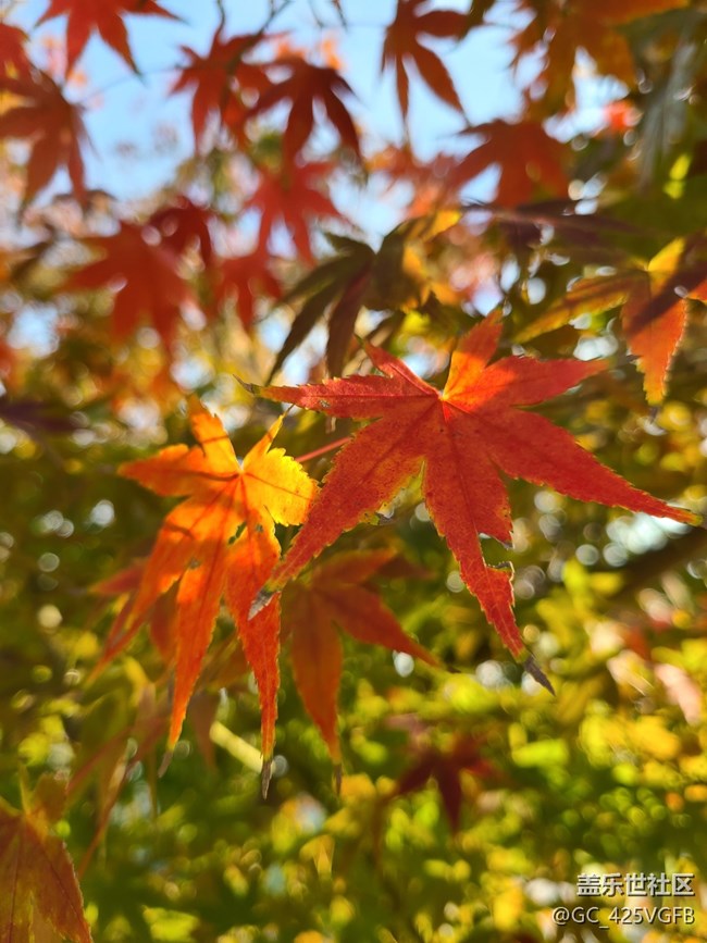 【红韵流彩】红韵秋天