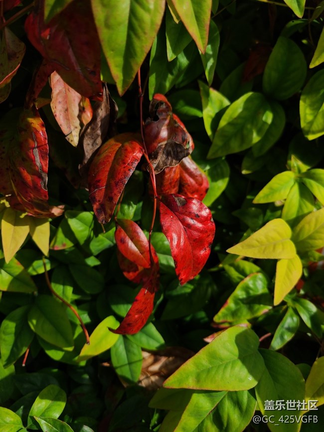 【红韵流彩】红韵秋天