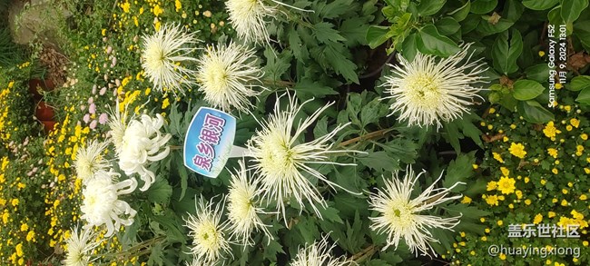【汇龙潭菊花展线下摄影活动】+摄影回顾
