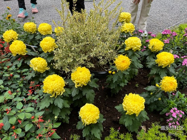 【汇龙潭菊花展线下摄影活动】+活动回顾 【汇龙潭菊花展线下摄影活动】+活动回顾