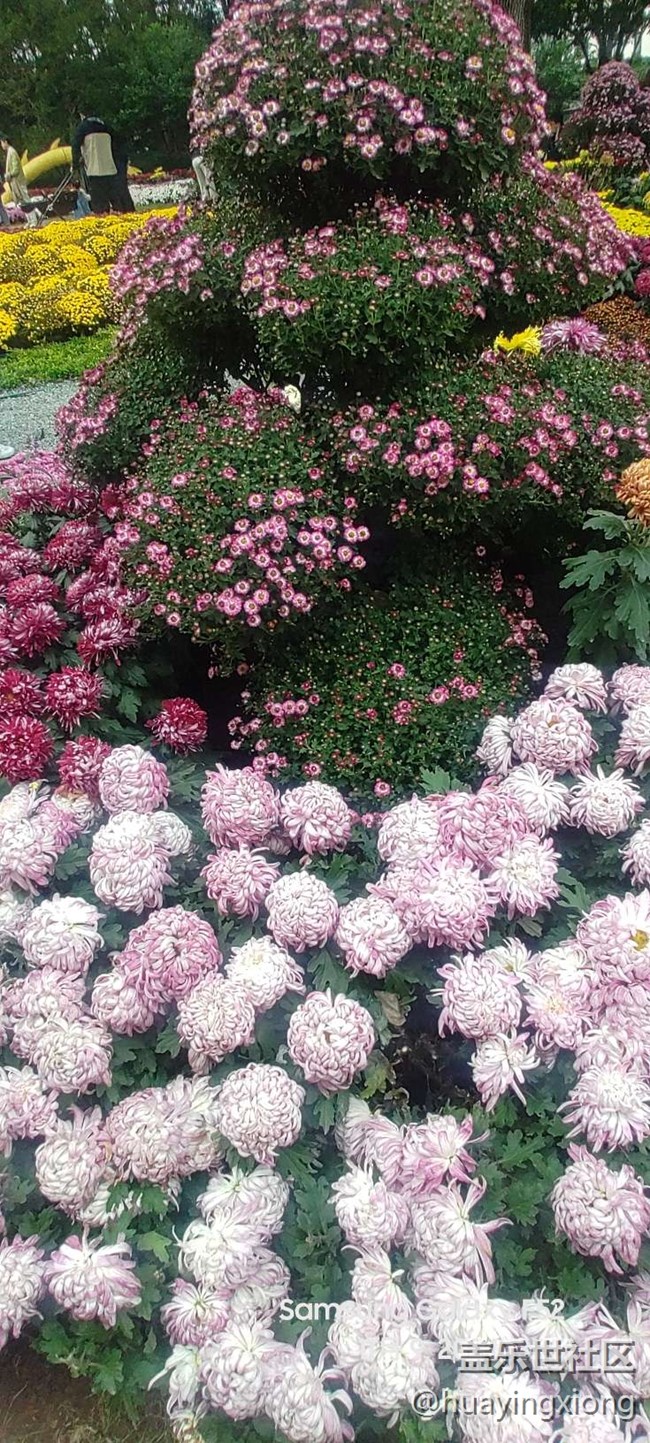 【汇龙潭菊花展线下摄影活动】+摄影回顾