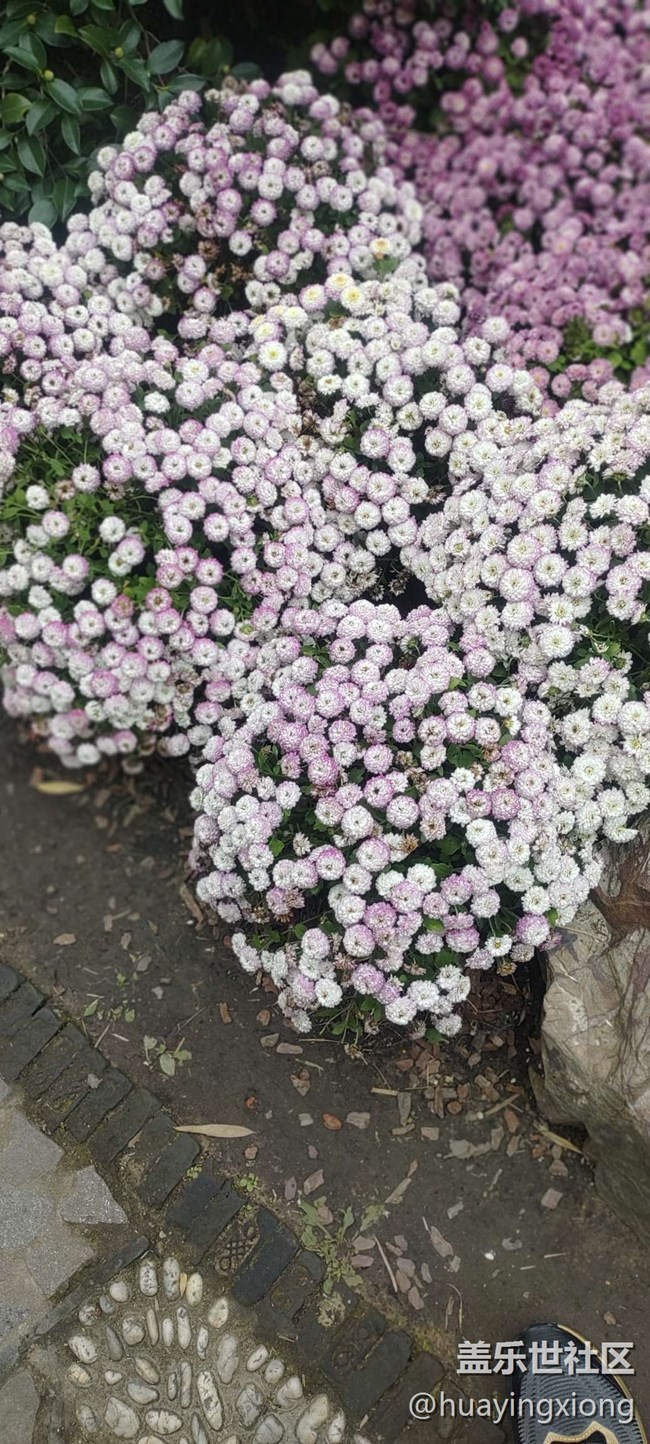 【汇龙潭菊花展线下摄影活动】+摄影回顾
