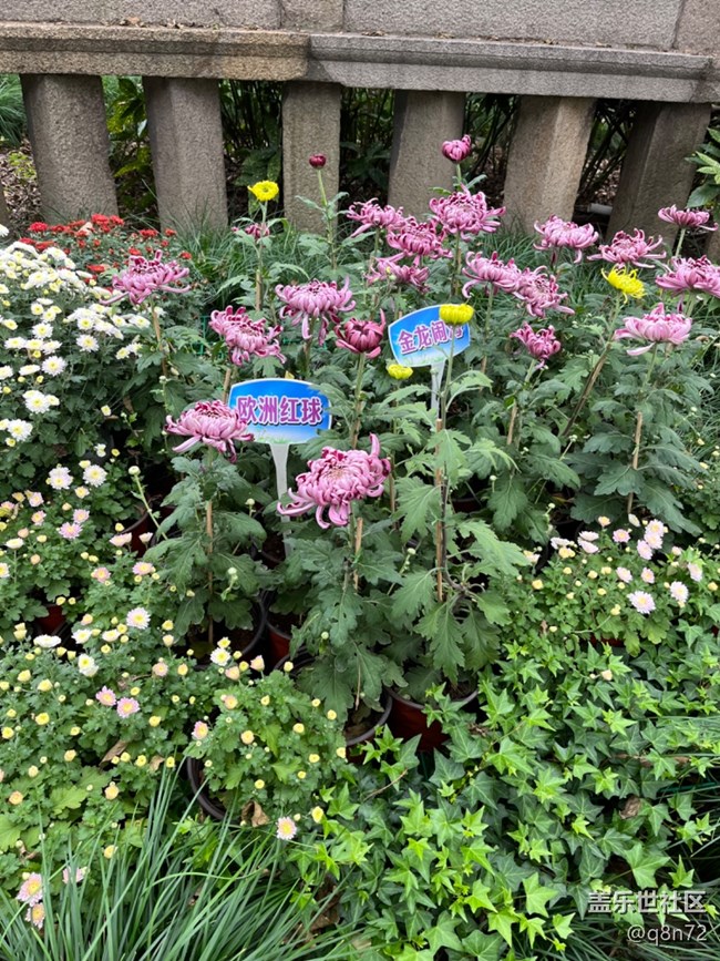【汇龙潭菊花展线下摄影活动】+活动回顾 【汇龙潭菊花展线下摄影活动】+活动回顾