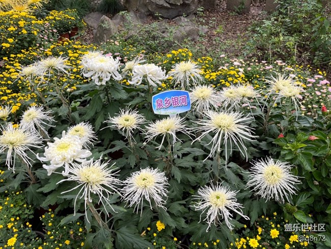 【汇龙潭菊花展线下摄影活动】+活动回顾 【汇龙潭菊花展线下摄影活动】+活动回顾