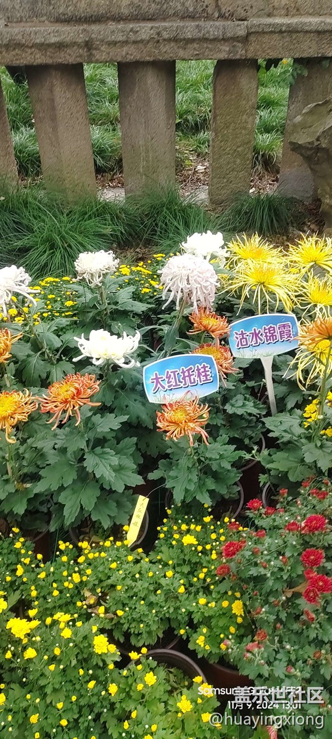 【汇龙潭菊花展线下摄影活动】+摄影回顾