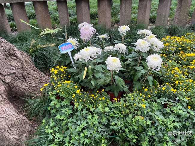 【汇龙潭菊花展线下摄影活动】+活动回顾 【汇龙潭菊花展线下摄影活动】+活动回顾