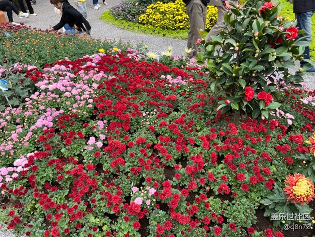 【汇龙潭菊花展线下摄影活动】+活动回顾 【汇龙潭菊花展线下摄影活动】+活动回顾
