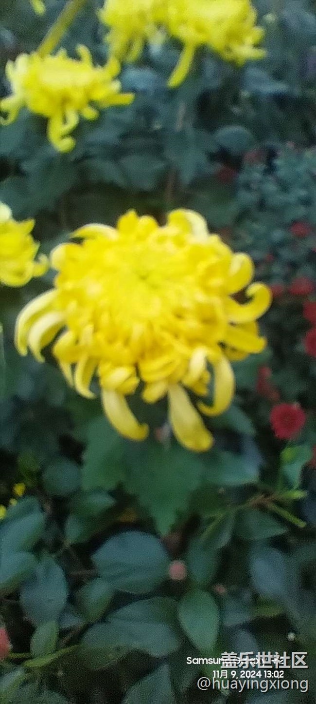 【汇龙潭菊花展线下摄影活动】+摄影回顾