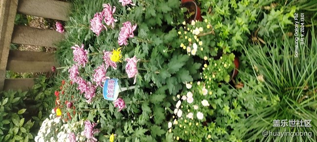 【汇龙潭菊花展线下摄影活动】+摄影回顾