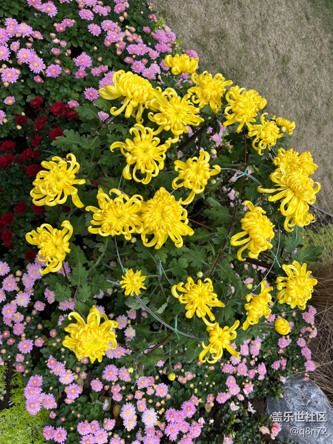 【汇龙潭菊花展线下摄影活动】+活动回顾 【汇龙潭菊花展线下摄影活动】+活动回顾