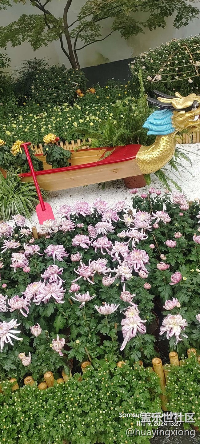 【汇龙潭菊花展线下摄影活动】+摄影回顾
