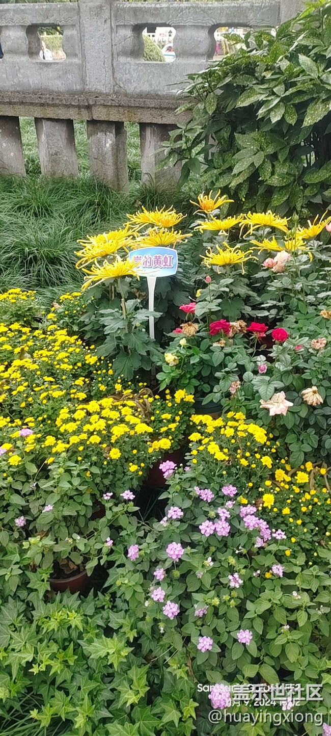【汇龙潭菊花展线下摄影活动】+摄影回顾