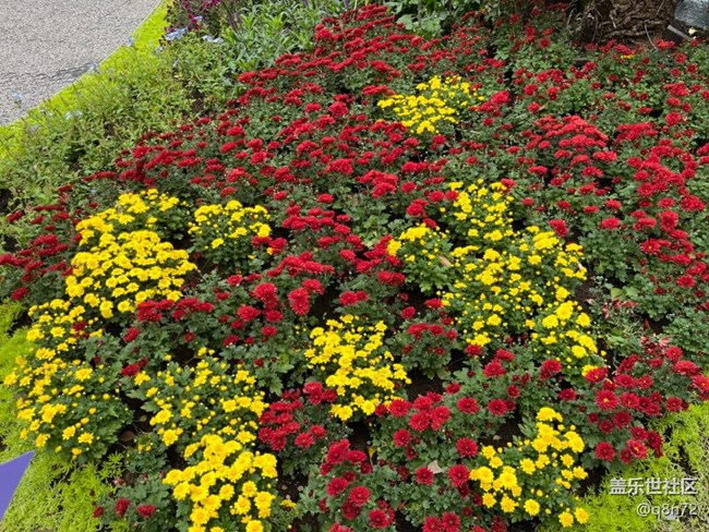 【汇龙潭菊花展线下摄影活动】+活动回顾 【汇龙潭菊花展线下摄影活动】+活动回顾