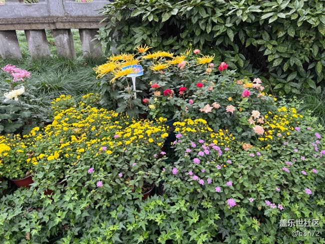 【汇龙潭菊花展线下摄影活动】+活动回顾 【汇龙潭菊花展线下摄影活动】+活动回顾