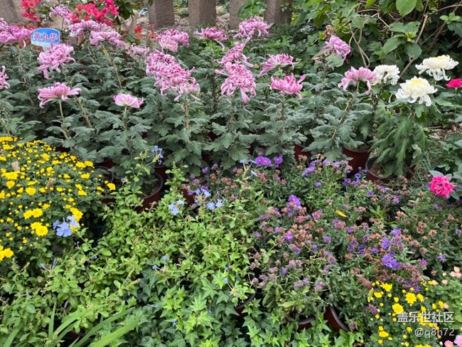 【汇龙潭菊花展线下摄影活动】+活动回顾 【汇龙潭菊花展线下摄影活动】+活动回顾