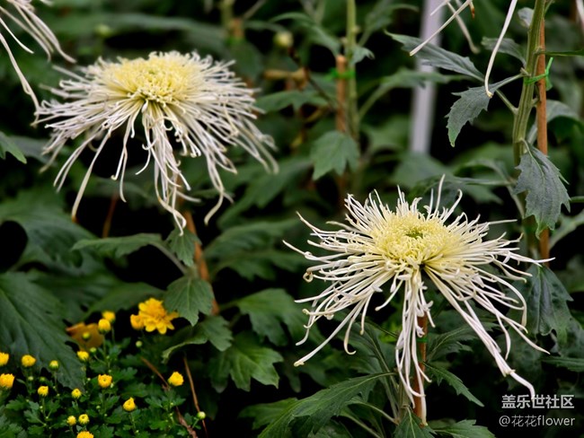 【汇龙潭菊花展线下摄影活动】+蝶恋花