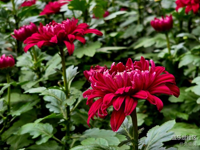 【汇龙潭菊花展线下摄影活动】+自动滤镜