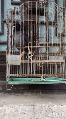 笼中鸟