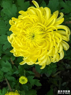 【秋冬时光】+ 菊花
