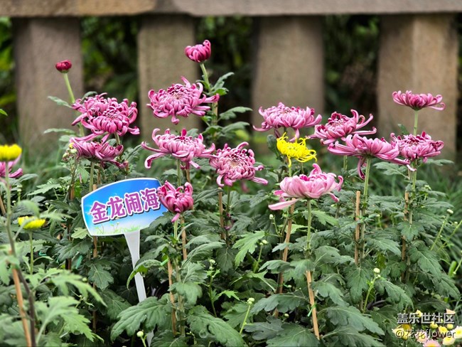 【汇龙潭菊花展线下摄影活动】+蝶恋花