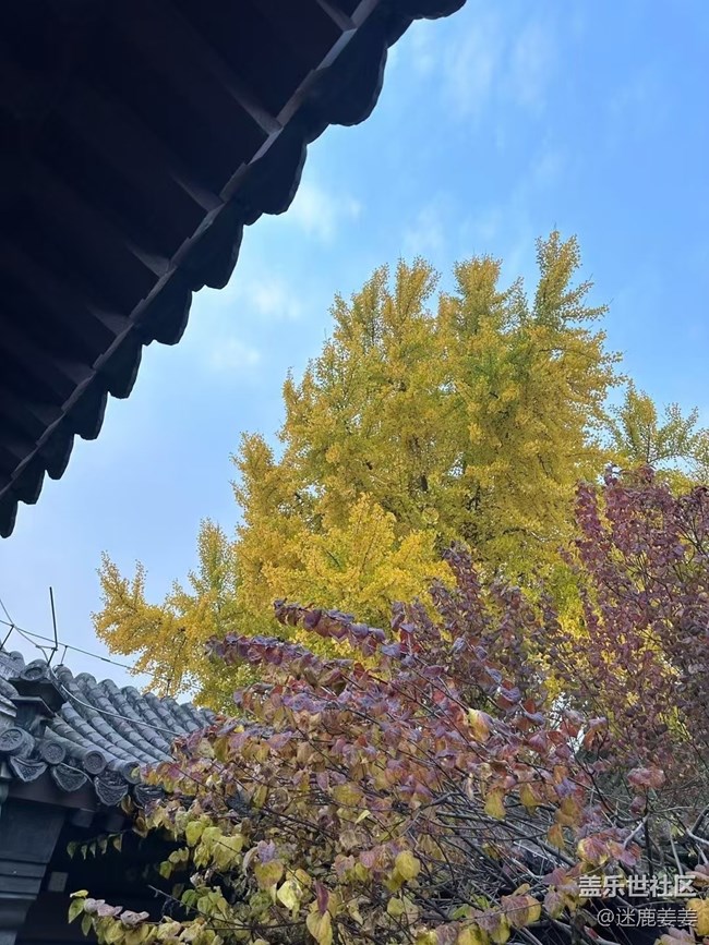 【初冬来】初冬虽悄然而至，秋意秋韵仍浓！